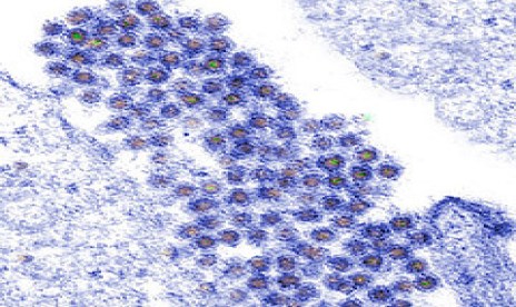 A cluster of dengue virus virions