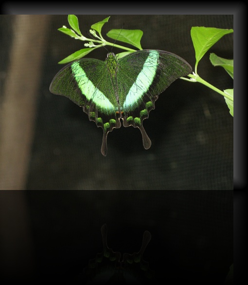 Bohol-Butterfly-03