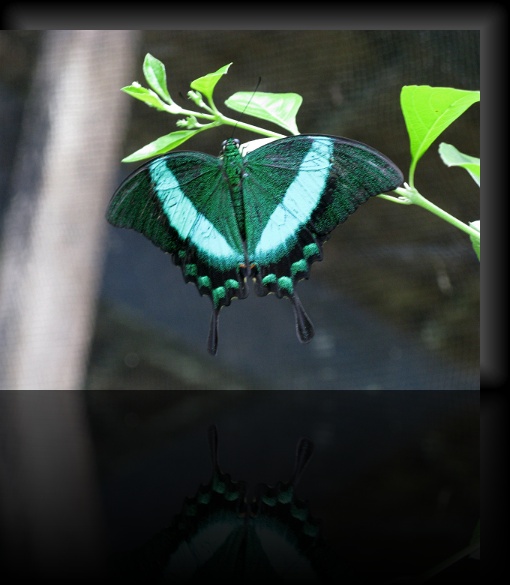 Bohol-Butterfly-04