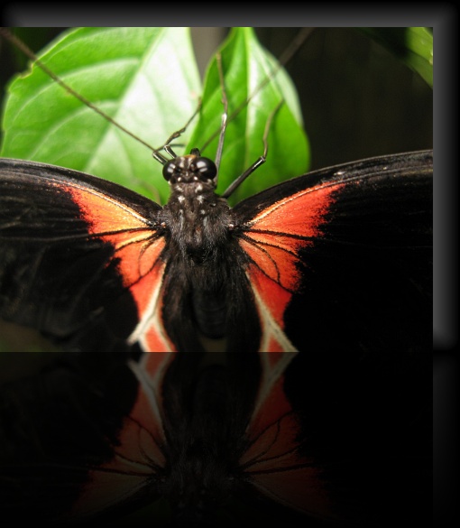 Bohol-Butterfly-07