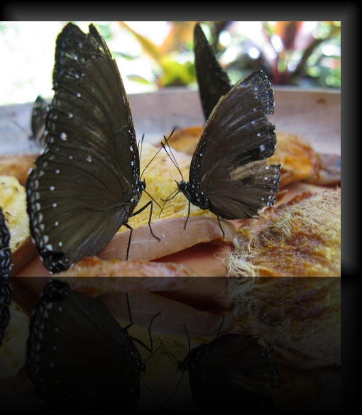Bohol-Butterfly-11