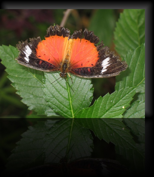 Bohol-Butterfly-12