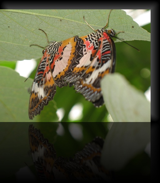 Bohol-Butterfly-13