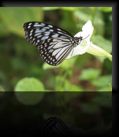 Bohol-Butterfly-14