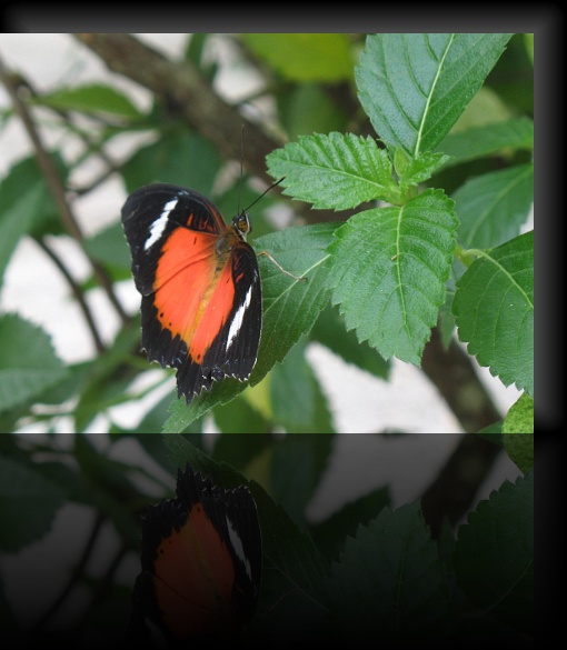 Bohol-Butterfly-15