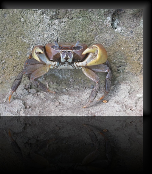 Crab-2-01