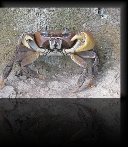 Crab-2-02