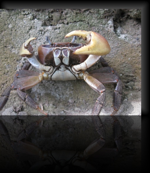 Crab-2-04