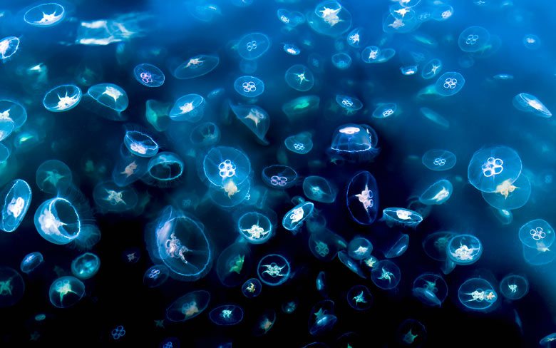 Jellyfish Alert in Camiguin News from the Philippines