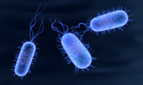 Salmonella typhi bacterias