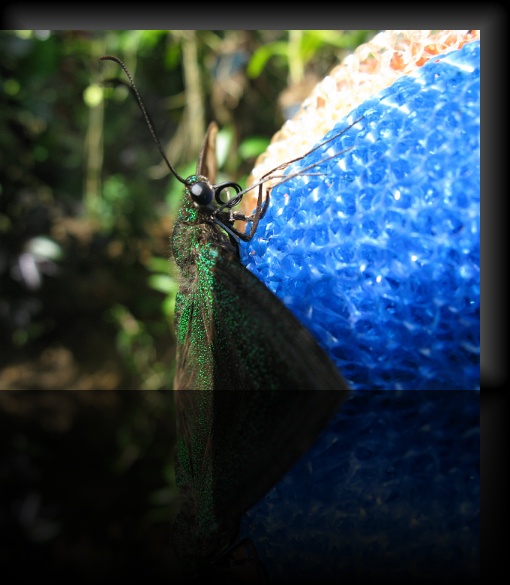 Bohol-Butterfly-05