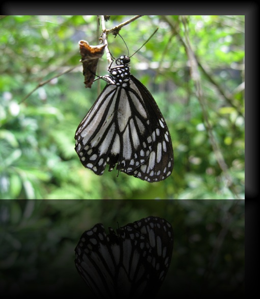 Bohol-Butterfly-09