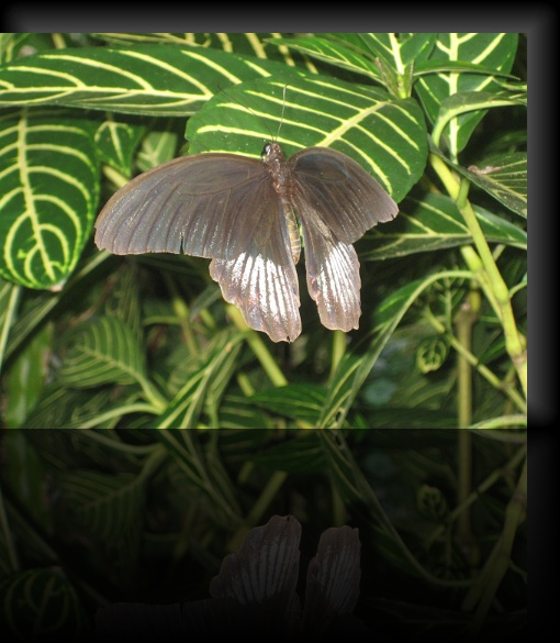 Bohol-Butterfly-10