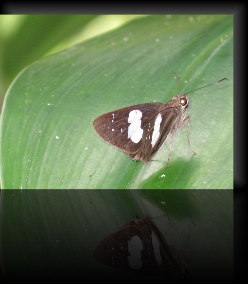 Bohol-Butterfly-16